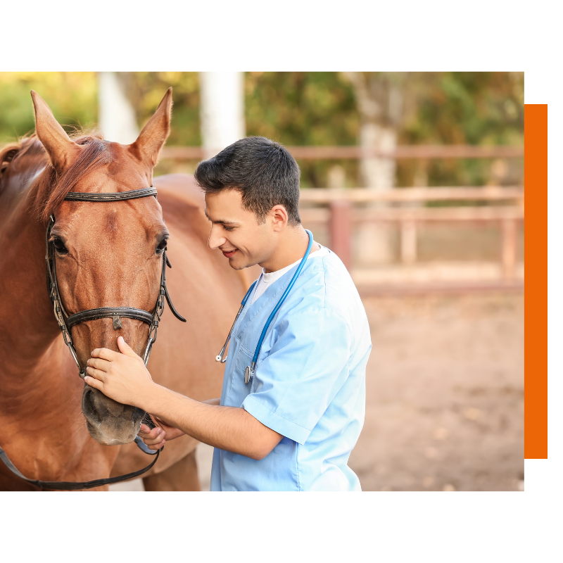 Ziektekostenverzekering paarden - Goud