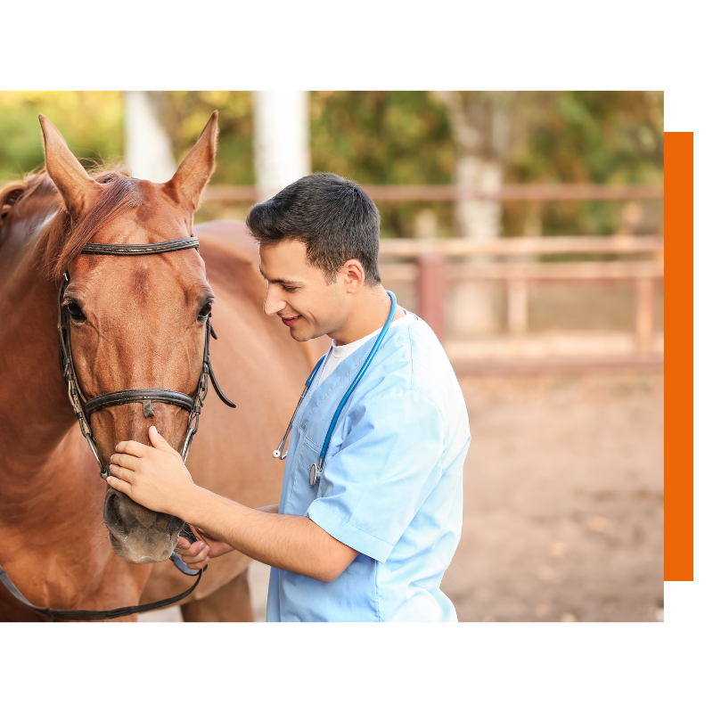 Over paardenverzekeringen