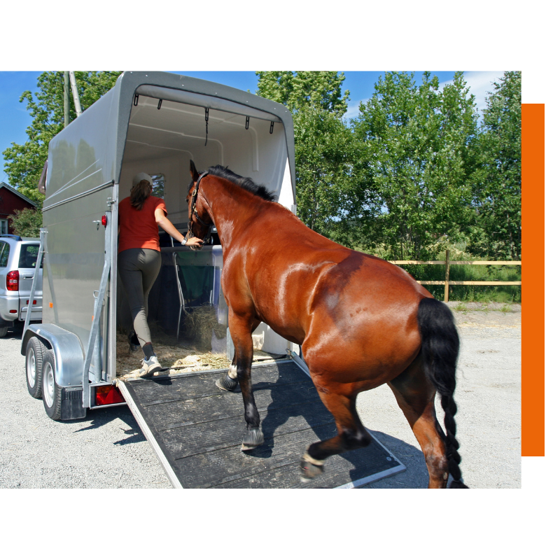 Transportverzekering paard